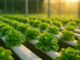 ล้วงลึกเทคนิคปลูกผักของ iOrganic Farm ที่ร้านอาหารยังยอมรับว่าไม่ธรรมดา เทคนิคปลูกผักจาก iOrganic Farm