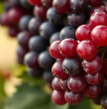 Resveratrol ในองุ่นแดงช่วยชะลอวัยจริงไหม หรือแค่ดังเกินงานวิจัย Resveratrol ในองุ่นแดงช่วยชะลอวัยจริงไหม หรือแค่ดังเกินงานวิจัย