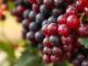 Resveratrol ในองุ่นแดงช่วยชะลอวัยจริงไหม หรือแค่ดังเกินงานวิจัย Resveratrol ในองุ่นแดงช่วยชะลอวัยจริงไหม หรือแค่ดังเกินงานวิจัย